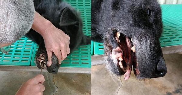 澎湖一隻黑狗來福因經常咬人，收容所將其尖牙鋸掉。（翻攝自爆怨公社臉書）