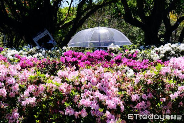 ▲大安森林公園,2022台北杜鵑花季,繡球花,。（圖／記者彭懷玉攝）