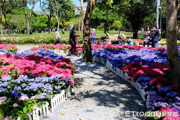 ▲大安森林公園,2022台北杜鵑花季,繡球花,。（圖／記者彭懷玉攝）