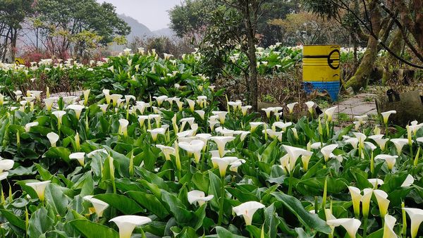 ▲苗榜海芋花園餐廳3/6更新花況。（圖／翻攝自Facebook／苗榜海芋花園餐廳）