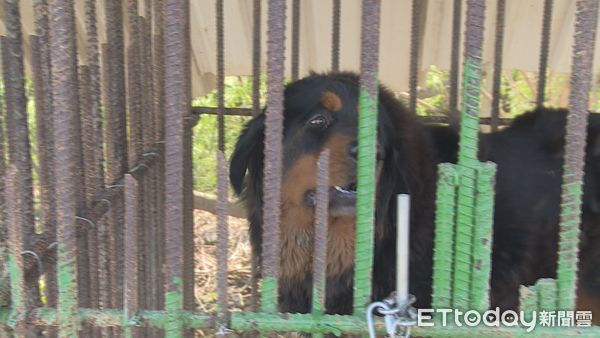 ▲▼台中釣客遭獒犬追。（圖／記者鄧木卿翻攝）