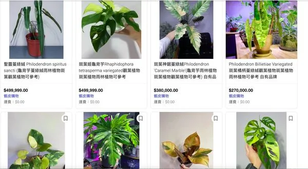 ▲▼「斑葉橘柄蔓綠絨」網拍價格也不斐。（圖／翻攝Google）