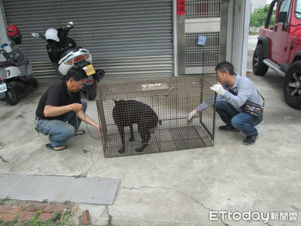 ▲台南市動保處積極派員前往誘捕流浪犬，避免民眾受害。（圖／記者林悅翻攝，下同）