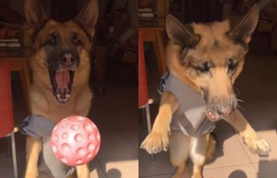 養到披著狼皮的哈士奇? 德國狼犬連續接球「每顆都撲空」笑噴媽