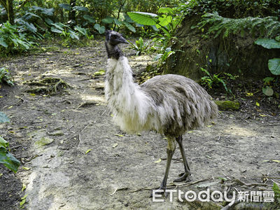 千頭木麻黃竟「撞臉鴯鶓」 北市動物園應景玩哏:同樣產自澳洲