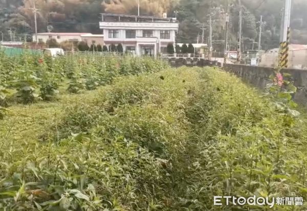 ▲紫斑蝶每年4至5月大量北返繁殖，今年因氣候暖冬先遣部隊提早抵達雲林。（圖／記者蔡佩旻攝）