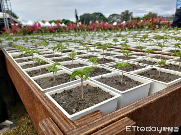 ▲▼台東縣政府慶祝植樹節在台東森林公園舉辦盛大的植樹及森活市集活動。（圖／記者王兆麟翻攝，下同）