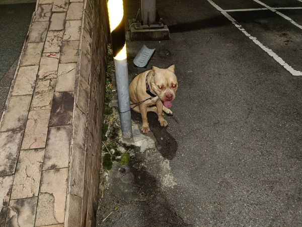 ▲▼5天抓到2隻被棄養的比特犬。（圖／新北市動保處提供）