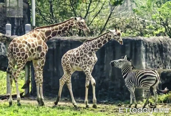 ▲▼動物園斑馬玲瓏與室友長頸鹿感情深厚　一起追逐玩耍還依偎著睡覺。（圖／台北市立動物園提供）