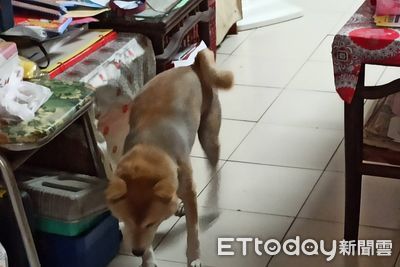 放養柴犬被車撞！冷血飼主不送醫「發文倒數死期」　動保處要罰了