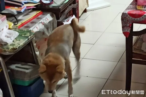 放養柴犬被車撞 冷血飼主不送醫 發文倒數死期 動保處要罰了 Ettoday寵物雲 Ettoday新聞雲