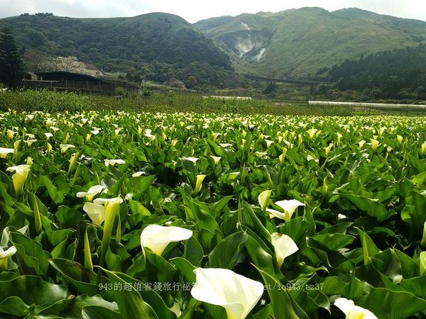 ▲▼陽明山竹子湖海芋季。（圖／943的超值省錢旅行秘笈提供）