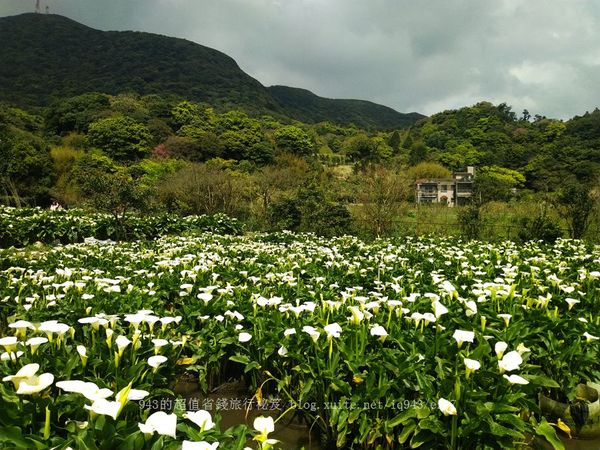 ▲▼陽明山竹子湖海芋季。（圖／943的超值省錢旅行秘笈提供）