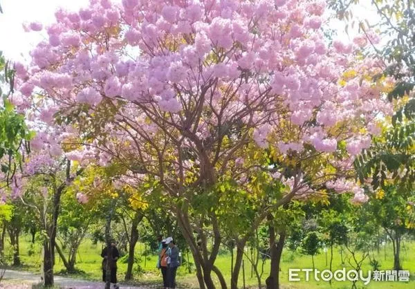 ▲台南市街頭紛紛炸出美麗的花朵，億載公園、林森路沿線黃澄澄的黃花風鈴木，水交社紫紅風鈴木的爆紅，還有隨處可見的火紅木棉花等，無處不春曉。（圖／記者林悅翻攝，下同）