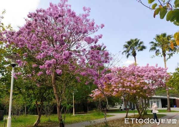 ▲台南市街頭紛紛炸出美麗的花朵，億載公園、林森路沿線黃澄澄的黃花風鈴木，水交社紫紅風鈴木的爆紅，還有隨處可見的火紅木棉花等，無處不春曉。（圖／記者林悅翻攝，下同）