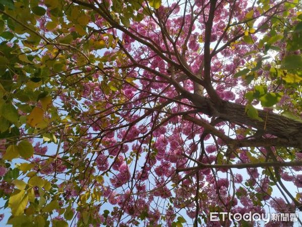 ▲台南市街頭紛紛炸出美麗的花朵，億載公園、林森路沿線黃澄澄的黃花風鈴木，水交社紫紅風鈴木的爆紅，還有隨處可見的火紅木棉花等，無處不春曉。（圖／記者林悅翻攝，下同）