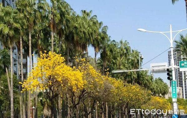 ▲台南市街頭紛紛炸出美麗的花朵，億載公園、林森路沿線黃澄澄的黃花風鈴木，水交社紫紅風鈴木的爆紅，還有隨處可見的火紅木棉花等，無處不春曉。（圖／記者林悅翻攝，下同）