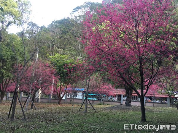 ▲台中榮總埔里分院舉辦植樹節活動，於院區種下13株八重櫻。（圖／台中榮總埔里分院提供）