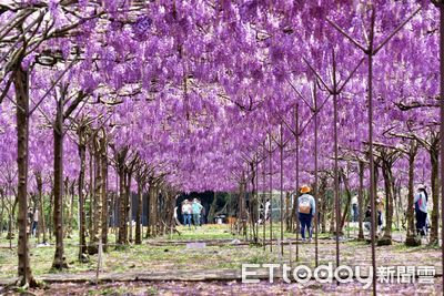 「淡水紫藤花園」2025開放日曝光！