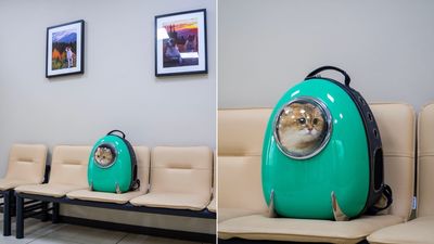 橘貓在寵物箱「像坐太空艙」　表情超哀傷：我被主人丟包了嗎？　
