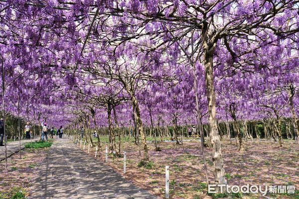 ▲淡水「紫藤咖啡園」16日花況已達6成。（圖／記者彭懷玉攝）