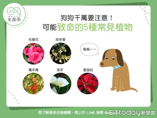 春暖花開遛毛孩　5種植物要當心！