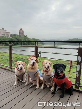 ▲▼退役犬Monica當小天使了！　「前一天還很活潑」選土地公生日離開。（圖／海關退役犬Deva、Frank及Monica豬豬日記粉專授權提供）