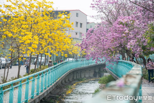 ▲南投市福崗路風鈴木美景大爆發。（圖／翻攝「南投縣長‧林明溱」臉書粉專）