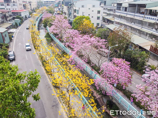 ▲南投市福崗路風鈴木美景大爆發（下同）。（圖／翻攝「南投縣長‧林明溱」臉書粉專）