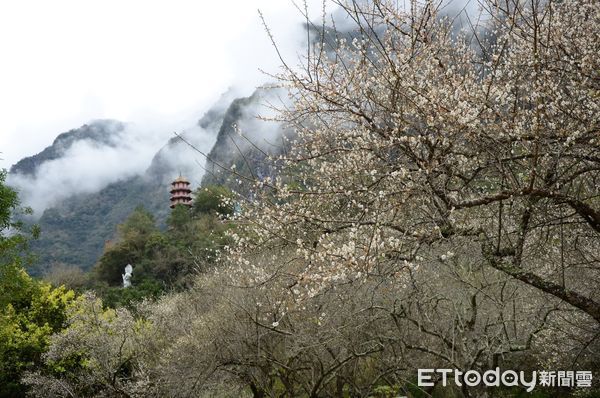 ▲▼天祥周邊有梅園、文天祥公園、祥德寺等特色景點，同時也是太魯閣族人過去的重要聚落，其地景與生態十分豐富。（圖／太管處提供，下同）