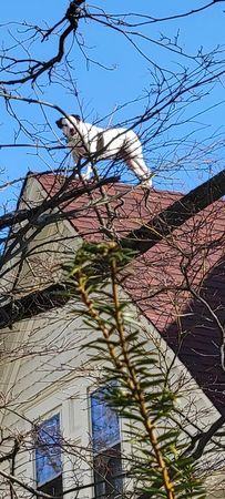 狗爬屋頂曬太陽。（圖／翻攝自Hazleton Fire Department）