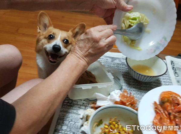 ▲▼怕爆蟑螂！柯基犬還原超驚嚇反應。（圖／柯基犬のCoffee Time授權提供）