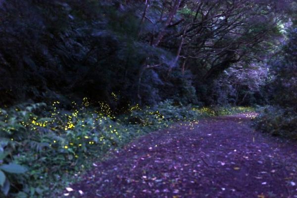 ▲▼馥森里山。 (圖／KKday提供)