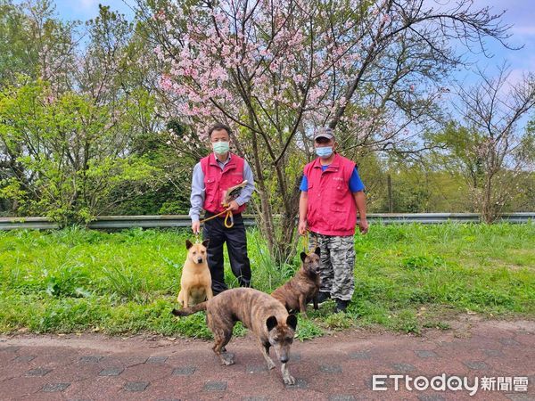 ▲新北三芝動物之家櫻花綻放 毛孩免費施打狂犬病疫苗。（圖／新北市動保處提供）