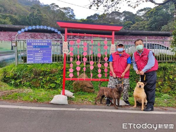 ▲新北三芝動物之家櫻花綻放 毛孩免費施打狂犬病疫苗。（圖／新北市動保處提供）