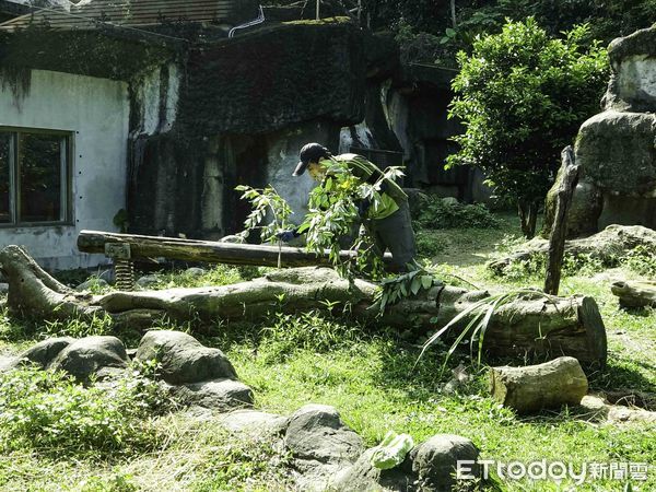 ▲▼黑猩猩採食靠智慧！行豐設施「藏」甜頭。（圖／台北市立動物園提供，下同）