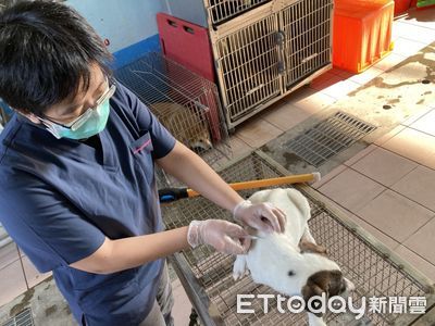 台南施行流浪犬絕育採原地回置　農業局：無異地棄置情事