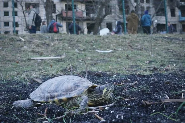 ▲▼烏克蘭遭轟炸烏龜「從4樓墜落」幸僅輕傷！　飼主回家後急尋烏龜。（圖／翻攝自臉書）