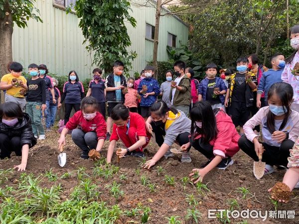 ▲台灣百合復育生力軍在金山國小 打造原生植物基地永續校園。（圖／新北市金山國小提供）