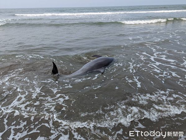 ▲台南七股沙洲保育類「印太瓶鼻海豚」擱淺，海巡、蚵農聯手搶救，送送台南市四草鯨豚搶救站救治後，能恢復健康並野放。（圖／記者林悅翻攝，下同）