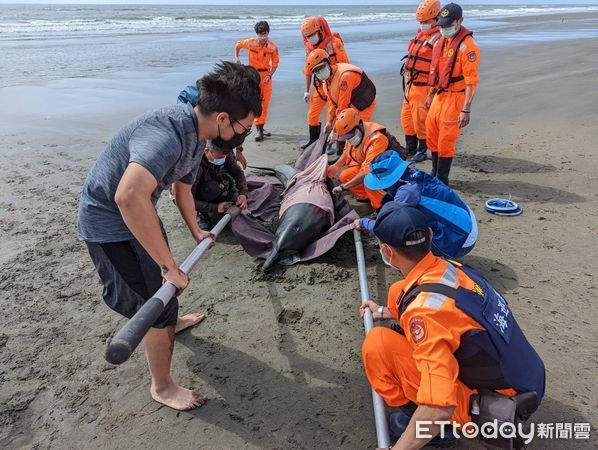 ▲台南七股沙洲保育類「印太瓶鼻海豚」擱淺，海巡、蚵農聯手搶救，送送台南市四草鯨豚搶救站救治後，能恢復健康並野放。（圖／記者林悅翻攝，下同）