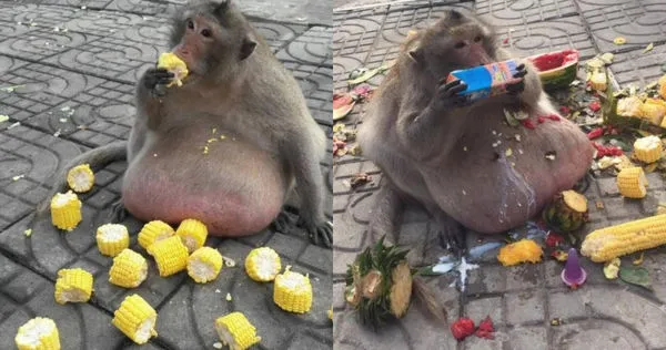 泰國一隻肥胖的猴子目前已經消失多年。（圖／翻攝自FB）