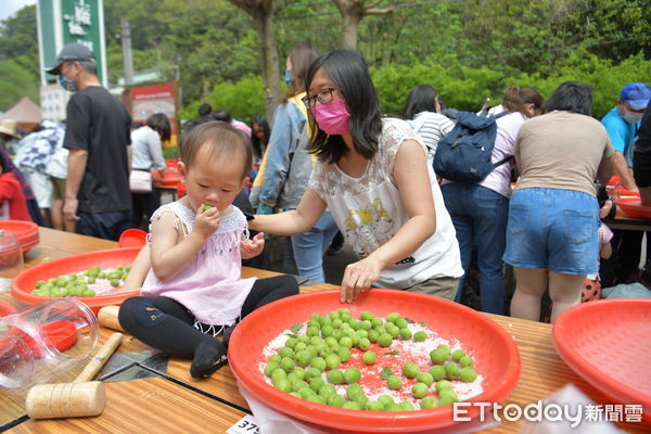 ▲500人齊聚信義鄉農會體驗製梅DIY，小小孩迫不及待拿著青梅吃。（圖／南投縣政府提供）