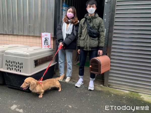 ▲長毛臘腸犬毛囊蟲症遭棄養 新北駐區獸醫妙手回春變萌犬。（圖／新北市動保處提供）