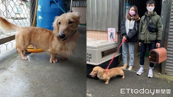 ▲長毛臘腸犬毛囊蟲症遭棄養 新北駐區獸醫妙手回春變萌犬。（圖／新北市動保處提供）