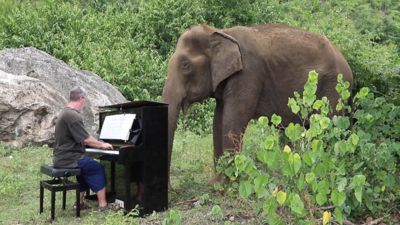 英男彈鋼琴「撫慰受傷大象心靈」　牠進食中「突感動抬頭」秒圈成粉
