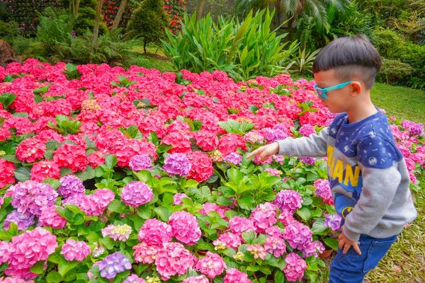 ▲▼2022花露農場繡球花季。（圖／小腹婆大世界授權提供，下同，請勿隨意翻攝以免侵權）