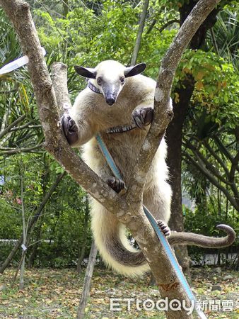 ▲▼動物園3、4月「動物保母講古」　遊客可近距離觀察小食蟻獸「妞虎」。（圖／台北市動物園提供）