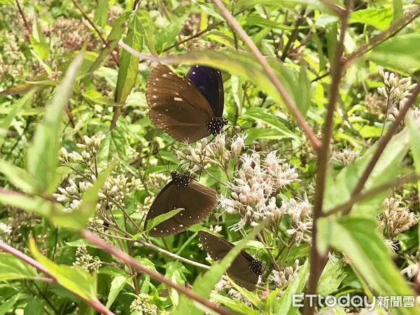▲林內鄉公所於今日召開「2022年林內紫斑蝶季」宣傳記者會，宣布活動將於3月26、27日及4月2、3日兩週六日在林內鄉觸口熱鬧舉辦。（圖／記者蔡佩旻攝）