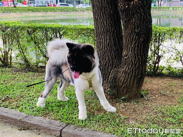 ▲▼黑嚕嚕小山豬長大變炸毛黃狗。（圖／網友邱佩妮授權提供）